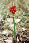 [22,33] Obrazki alpejskie Arum alpinum L. fot. S. Kawęcki